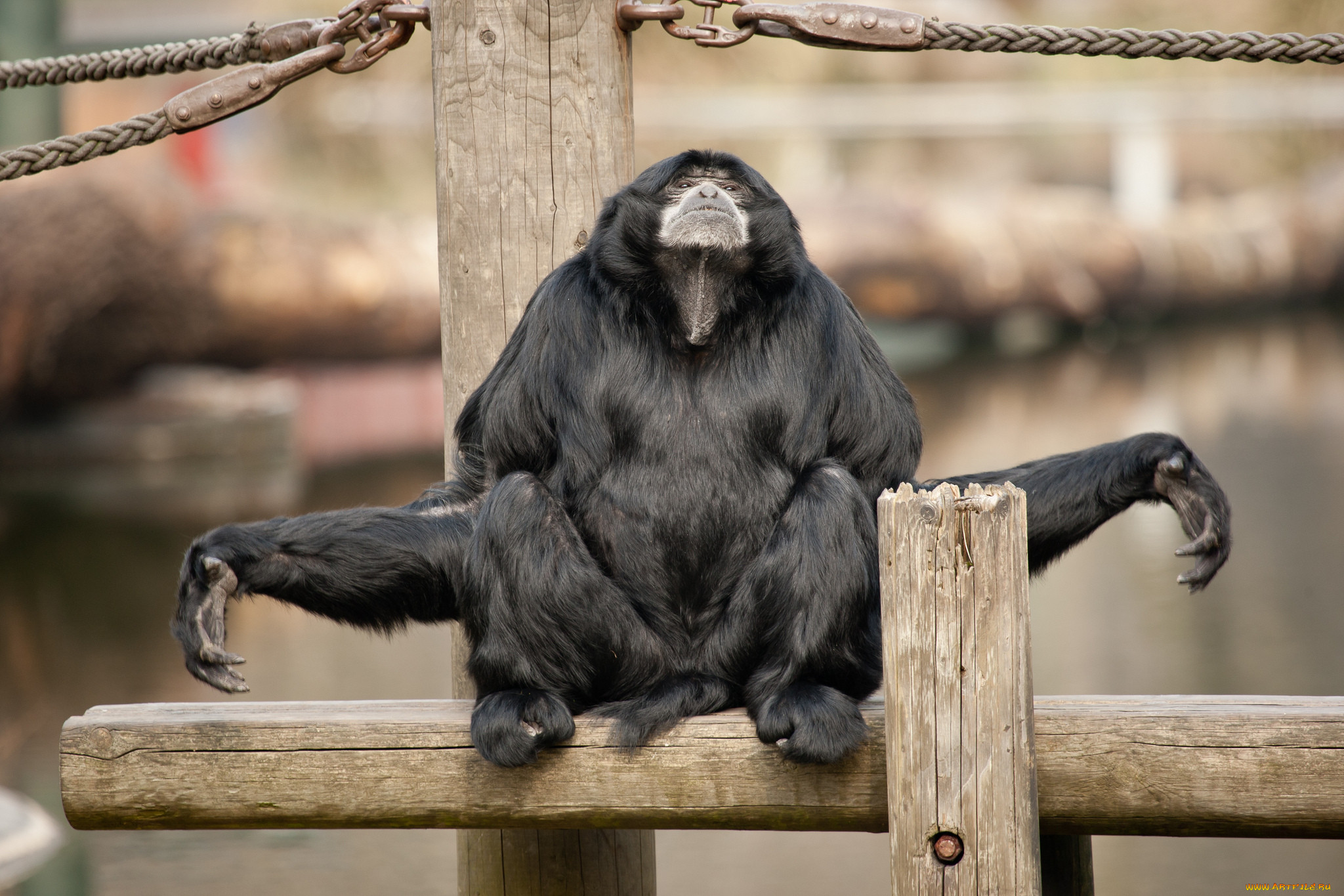 Забавный шимпанзе как правильно. Сиаманг. Прикольные животные. Обезьяна. Прикольные фото животных.